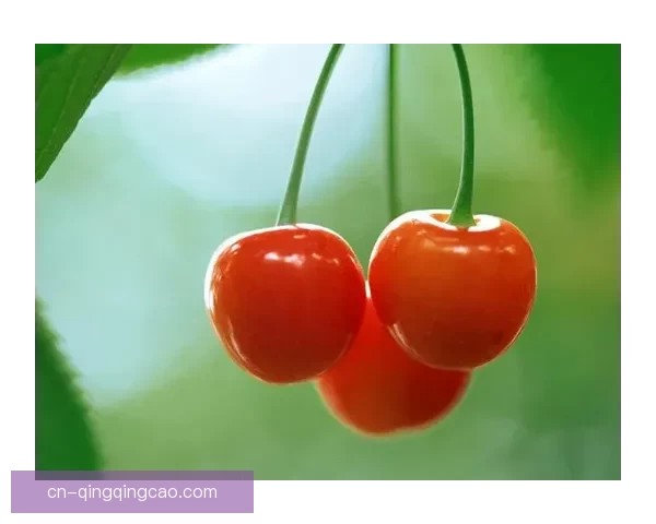 樱桃视频入口在线观看网站：开启你的视觉盛宴之旅